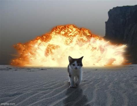 Unleashing the Feline Fury: A Stunning Cat Photo with Explosive Background